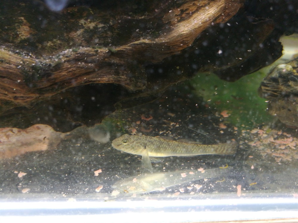 山東的三種淡水觀賞蝦虎魚