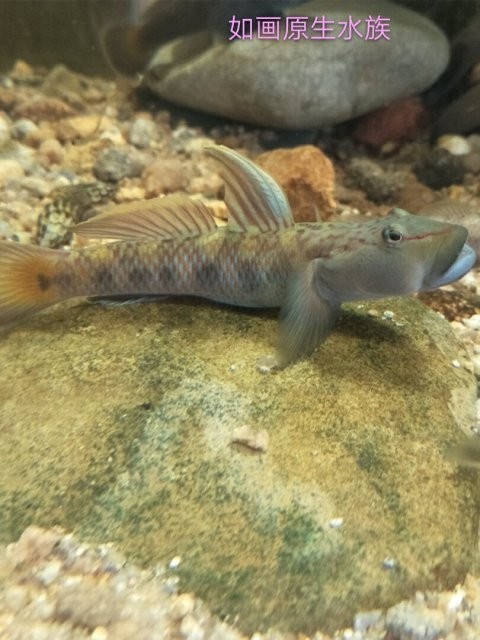 山東的三種淡水觀賞蝦虎魚