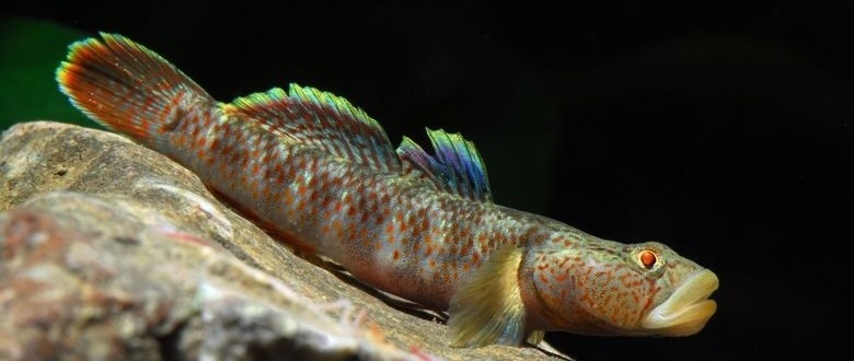山東的三種淡水觀賞蝦虎魚