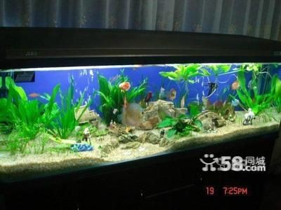 大型魚缸清洗設備廠家直銷：大型魚缸清洗設備使用大型魚缸清洗設備的使用注意事項 大型魚缸清洗設備廠家直銷：大型魚缸清洗設備使用大型魚缸清洗設備的使用注意事項 魚缸百科 第4張