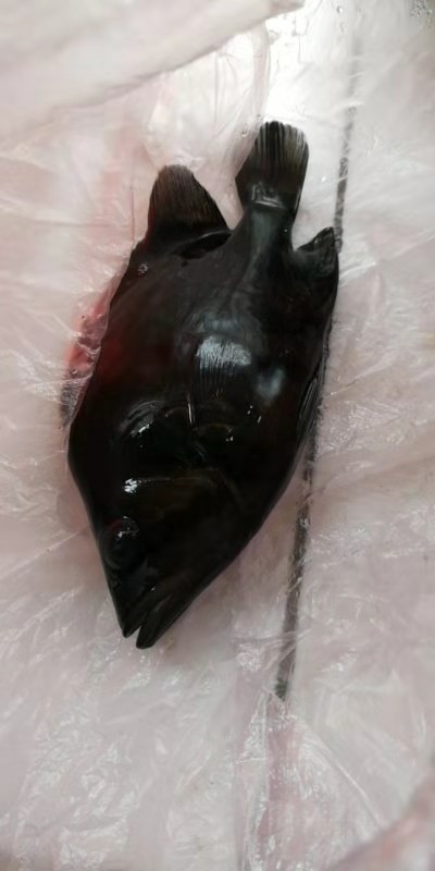 虎魚暴斃了