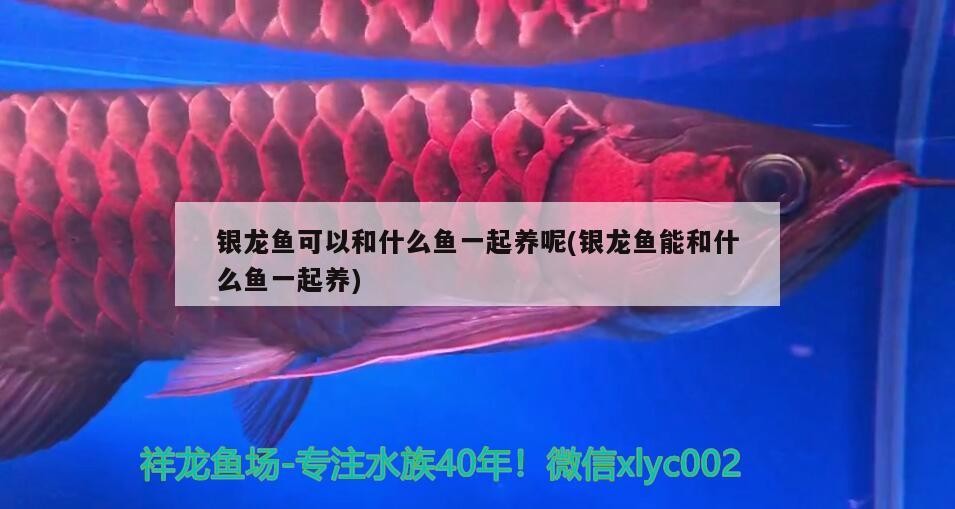 銀龍魚可以和什么魚一起養呢(銀龍魚能和什么魚一起養)