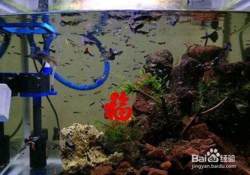 超白玻璃魚缸容易裂怎么辦：超白玻璃魚缸玻璃裂了的修補方法