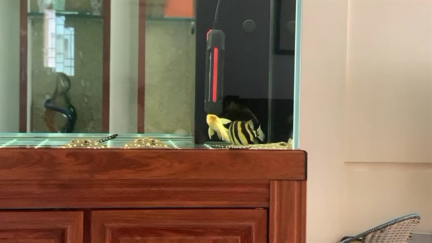 虎魚這樣轉正常嗎？