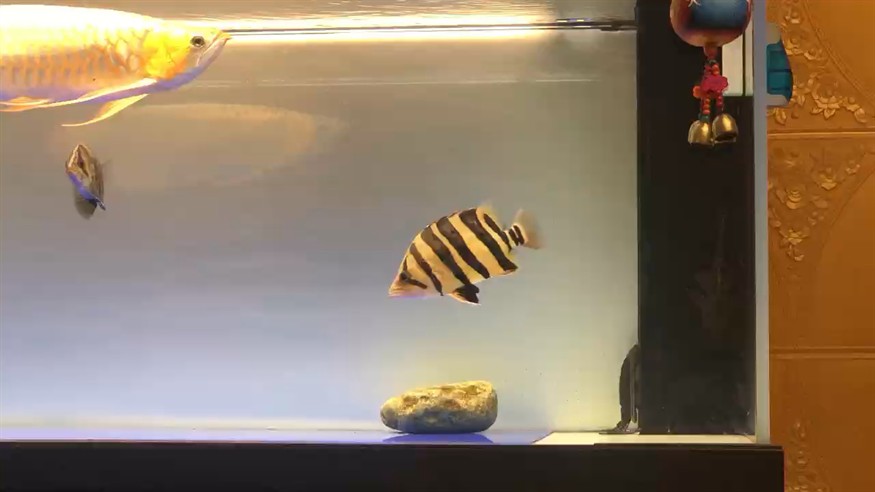 虎魚明不明
