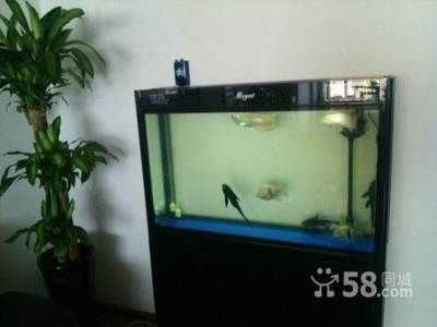 1米2魚缸適合養什么大型魚：1米2的魚缸適合養什么大型魚