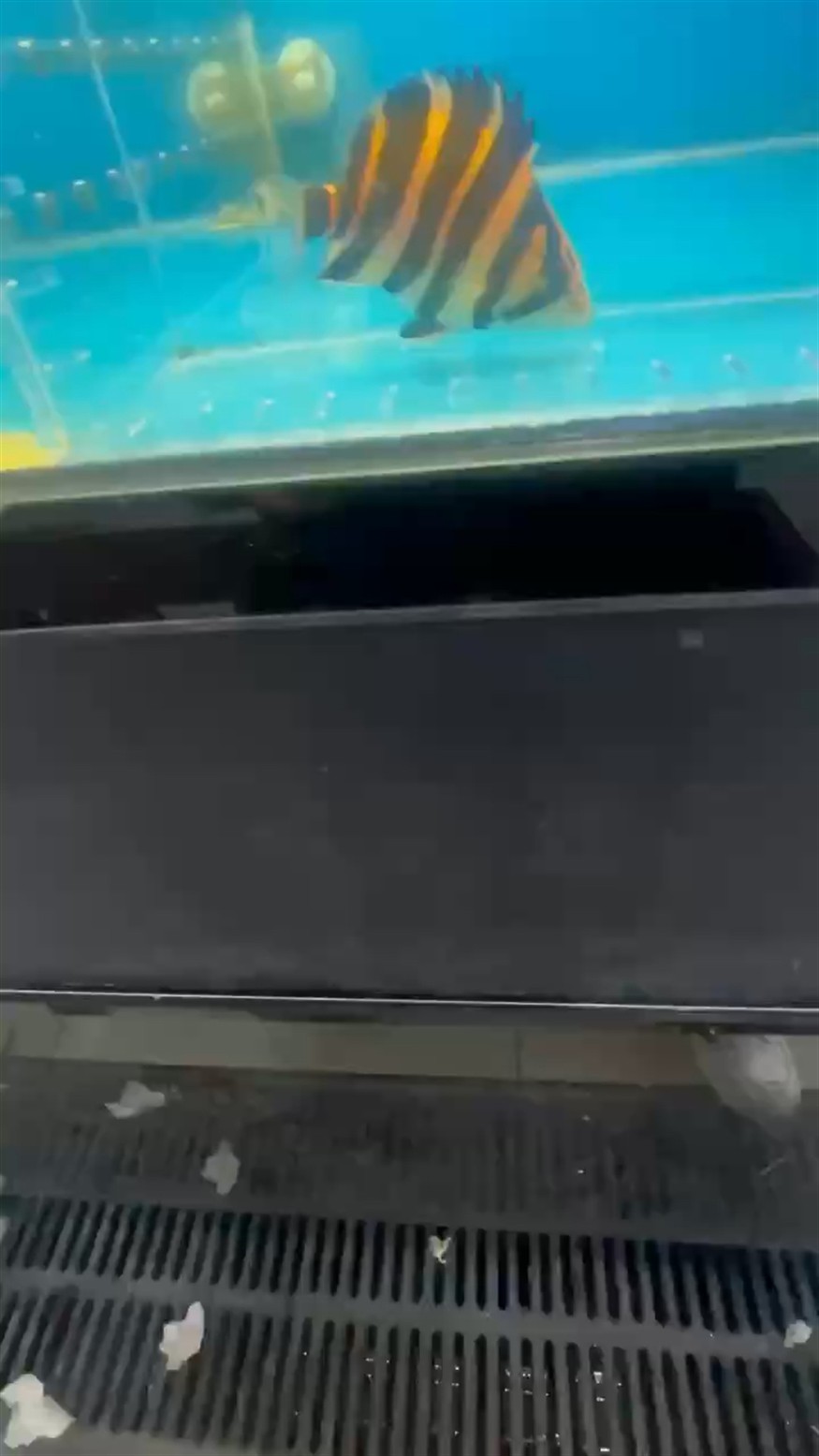 養個小虎魚 養個小虎魚 虎魚百科 第1張