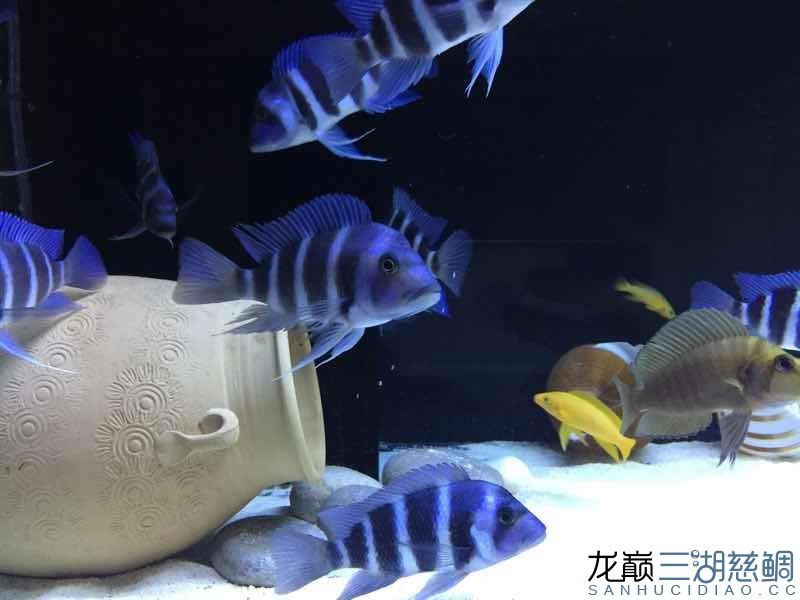 <strong><mark>北京</mark></strong>同城出野生薩伊及金頭虎魚(yú)友自養(yǎng)非商家