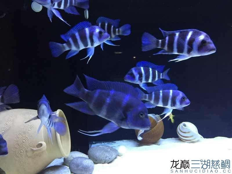 北京同城出野生薩伊及金頭虎魚友自養非商家