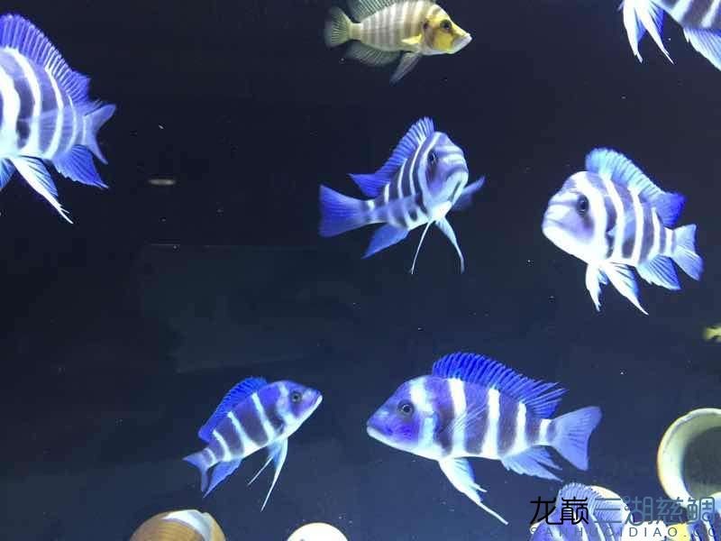 北京同城出野生薩伊及金頭虎魚友自養非商家
