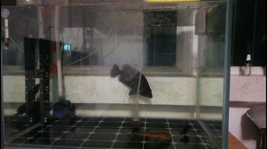 我第一次拍攝到虎魚伸嘴～～ 我第一次拍攝到虎魚伸嘴～～ 虎魚百科 第1張