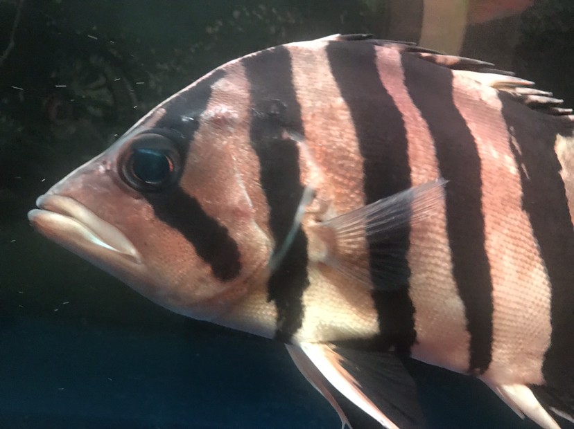 虎魚：身上有一個包是不是生病了