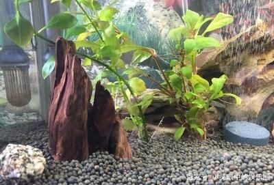 布景的魚缸怎么清理：清洗帶有布景的魚缸的主要步驟和注意事項