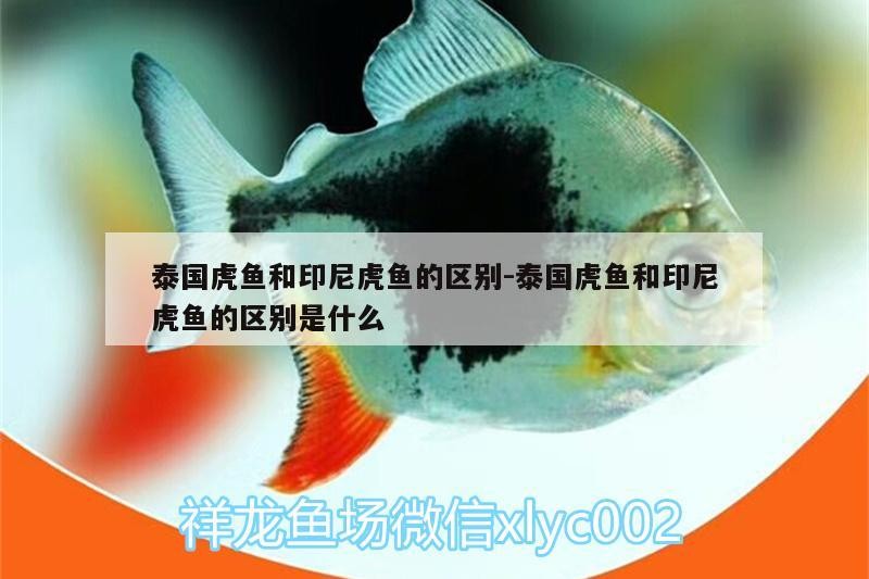 泰國虎魚和印尼虎魚的區別:泰國虎魚和印尼虎魚的區別是什么