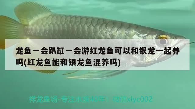 龍魚一會(huì)趴缸一會(huì)游紅龍魚可以和銀龍一起養(yǎng)嗎(紅龍魚能和銀龍魚混養(yǎng)嗎)