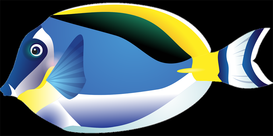 銀龍魚叫什么名字(銀龍魚叫什么名字好聽點) 銀龍魚叫什么名字(銀龍魚叫什么名字好聽點) 銀龍魚百科 第1張