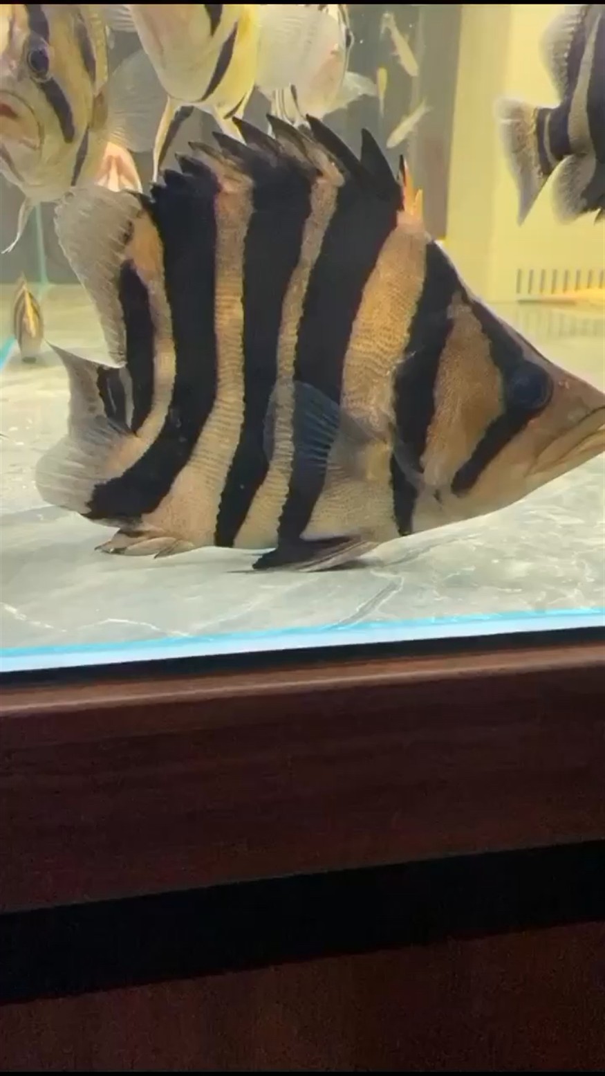虎魚在白缸與黑缸的區(qū)別