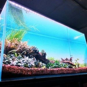 白色魚缸用什么顏色背景好看：如何選擇魚缸背景