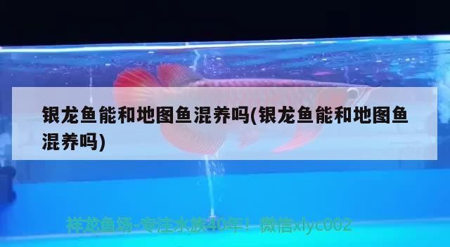 銀龍魚能和地圖魚混養嗎(銀龍魚能和地圖魚混養嗎)