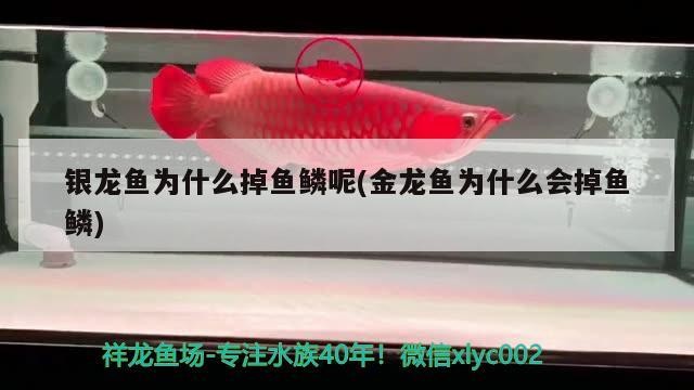 銀龍魚為什么掉魚鱗呢(金龍魚為什么會掉魚鱗)