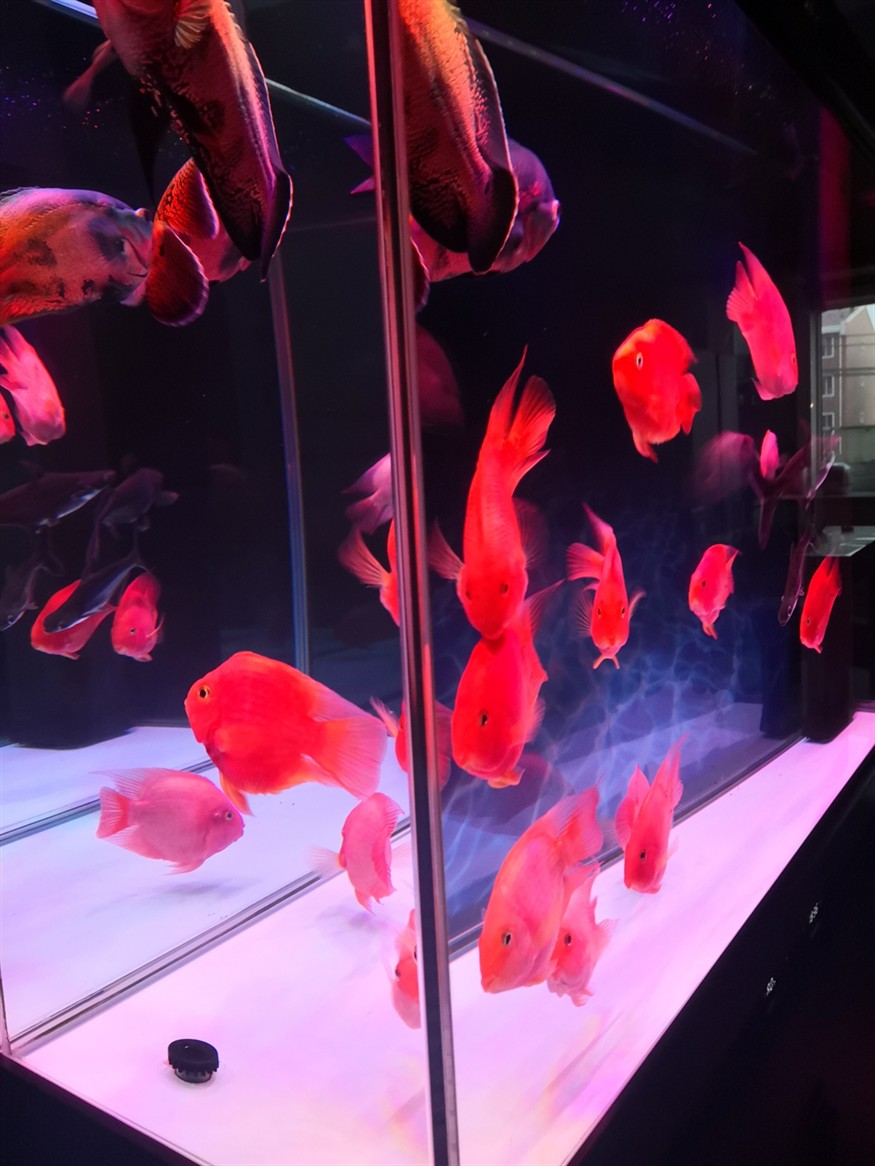 祝祝?老鐵們虎年大吉水清魚(yú)靚春節(jié)快樂(lè)