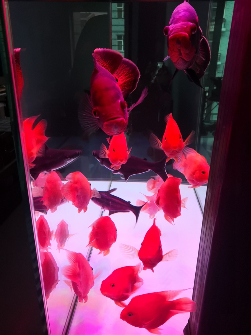 祝祝?老鐵們虎年大吉水清魚(yú)靚春節(jié)快樂(lè)