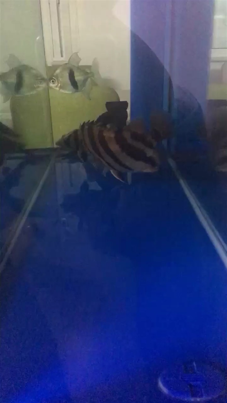 天天干虎魚 天天干虎魚 虎魚百科 第1張