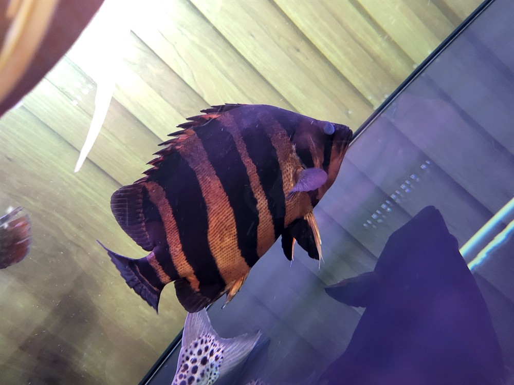 請教下虎魚的眼睛正常嗎？