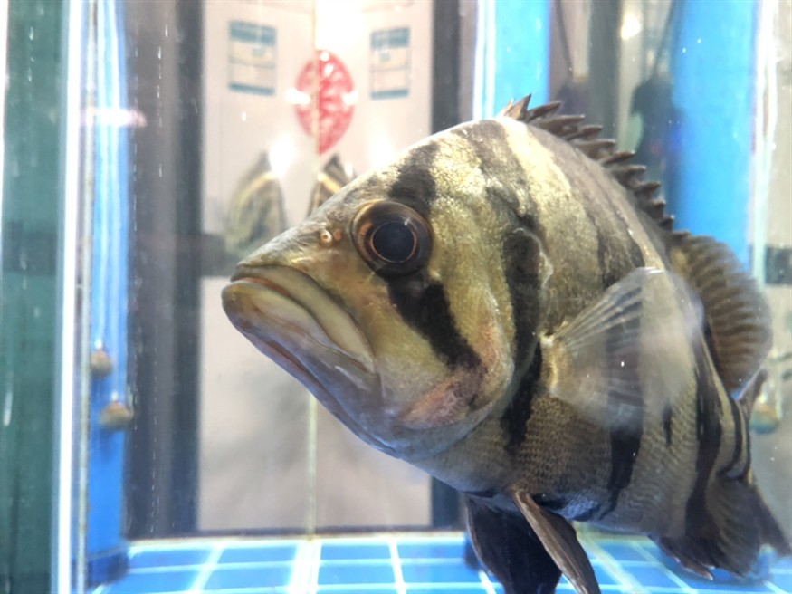 虎魚腮蓋起包