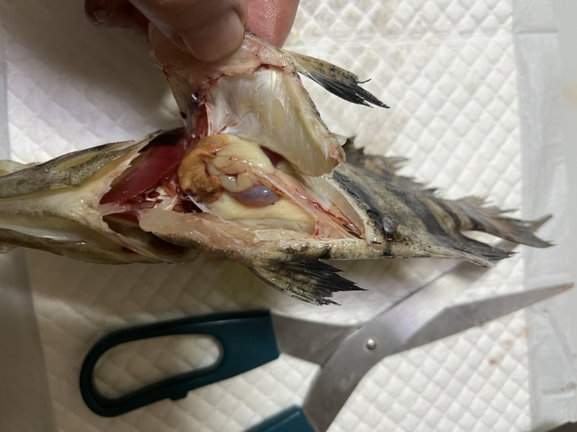 各位虎魚大師大神來看看這是怎么回事？