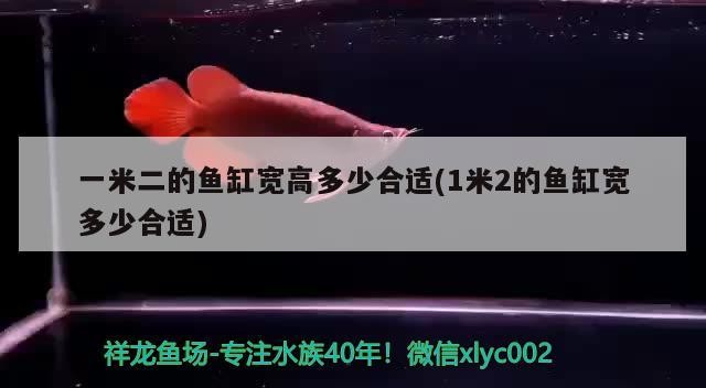 一米二的魚缸寬高多少合適(1米2的魚缸寬多少合適)