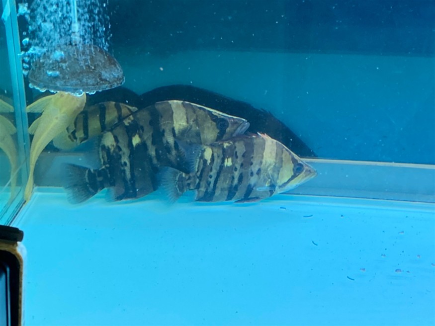 三條虎魚一臺戲