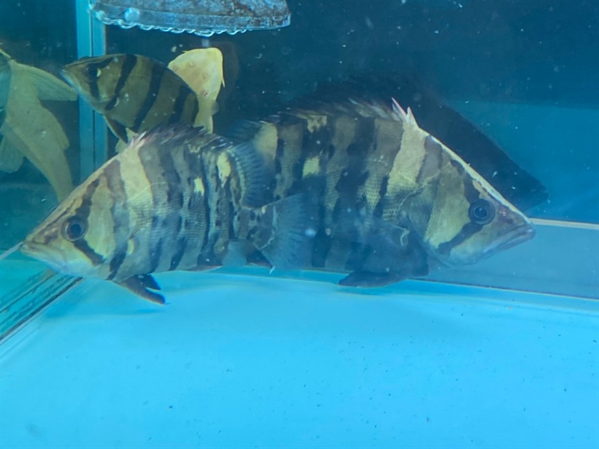 三條虎魚一臺戲