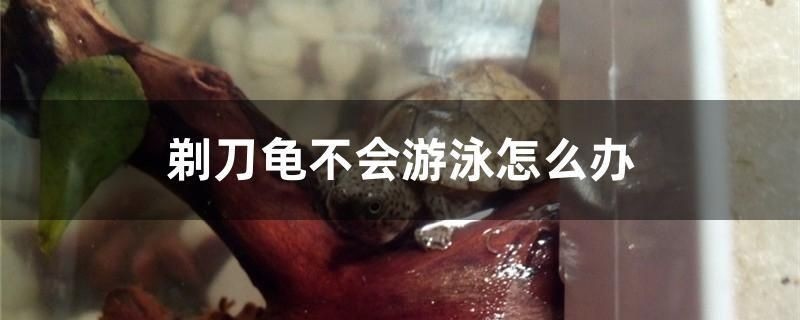 剃刀龜不會游泳怎么辦