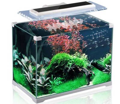 大魚缸怎么消毒方便些：大魚缸消毒方法