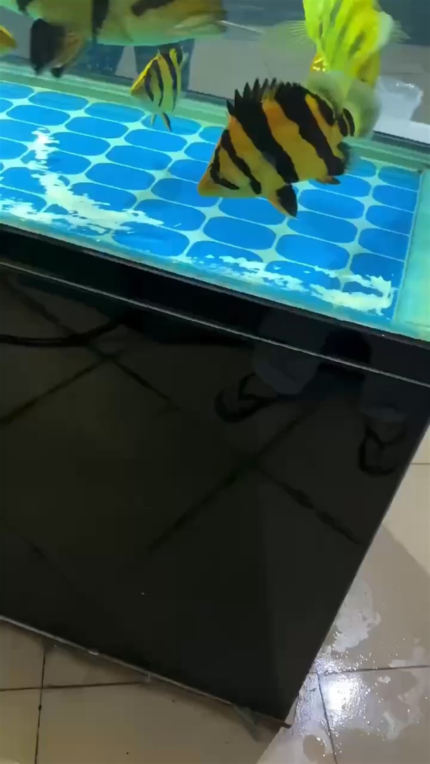 ??一樣的虎魚 ??一樣的虎魚 虎魚百科 第1張