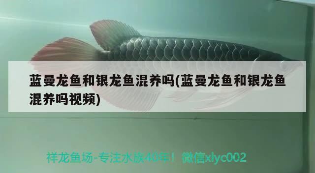 藍曼龍魚和銀龍魚混養嗎(藍曼龍魚和銀龍魚混養嗎視頻)