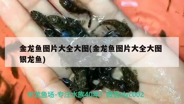 金龍魚圖片大全大圖(金龍魚圖片大全大圖銀龍魚) 金龍魚圖片大全大圖(金龍魚圖片大全大圖銀龍魚) 銀龍魚百科