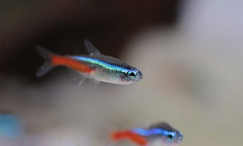魚缸放進門正對面好不好，如何布置魚缸美化家居魚缸風水布局提升財運