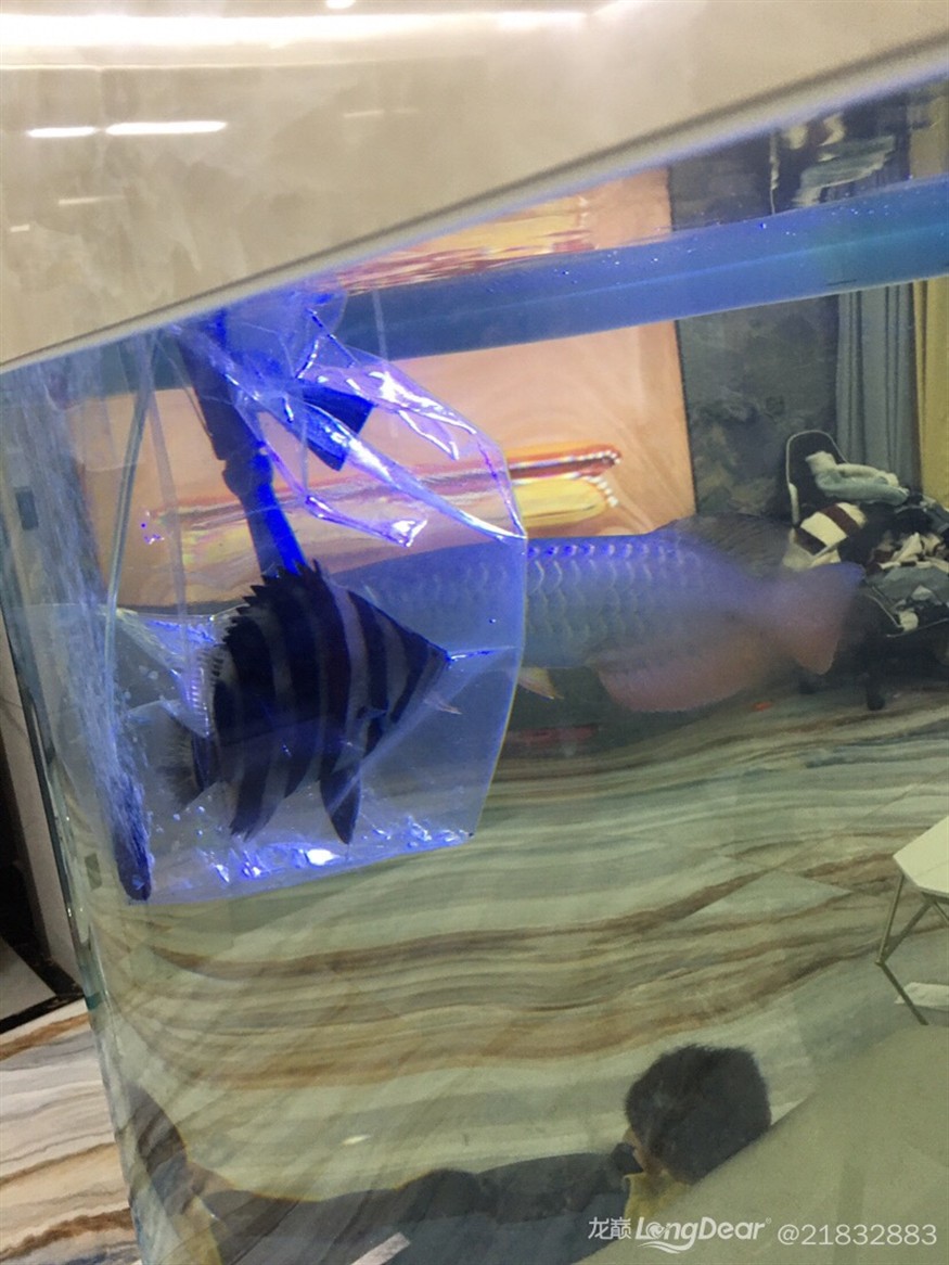 記錄一下第一條虎魚養了三個多月