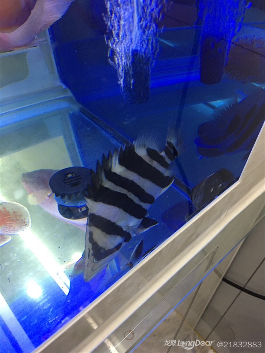 記錄一下第一條虎魚養了三個多月