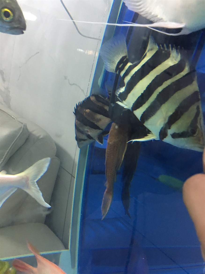 記錄一下第一條虎魚養了三個多月