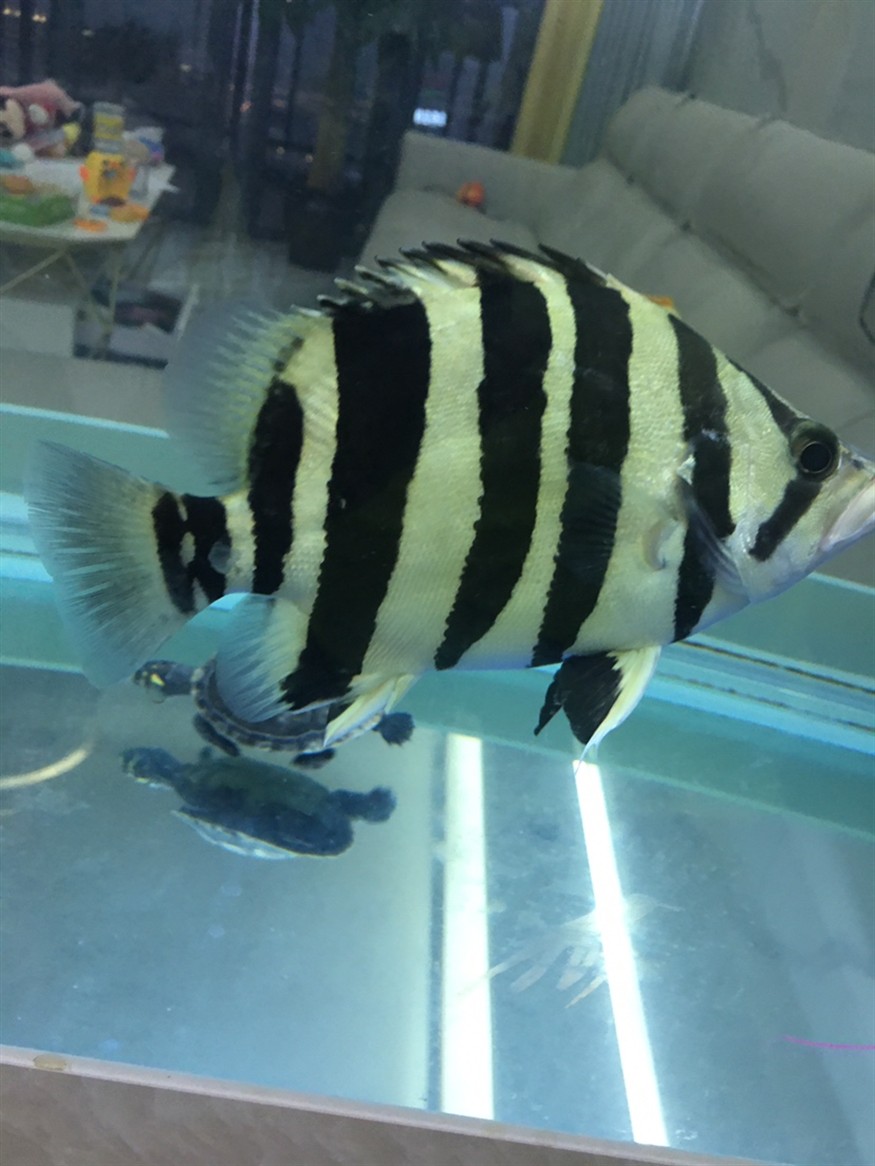 記錄一下第一條虎魚養了三個多月