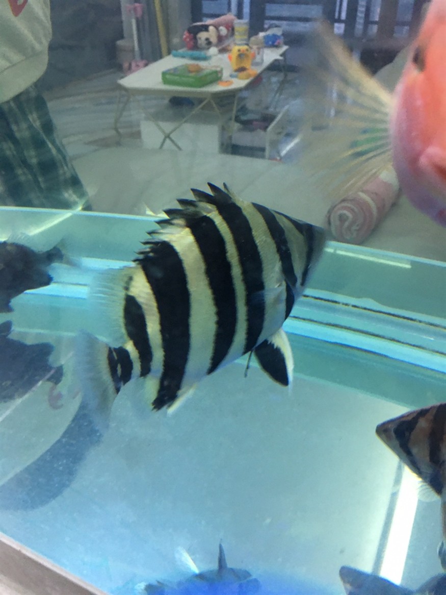 記錄一下第一條虎魚養了三個多月