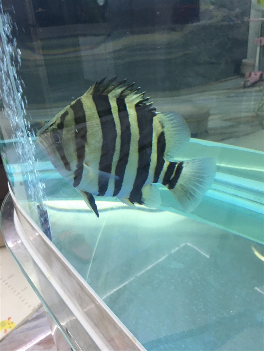 記錄一下第一條虎魚養了三個多月