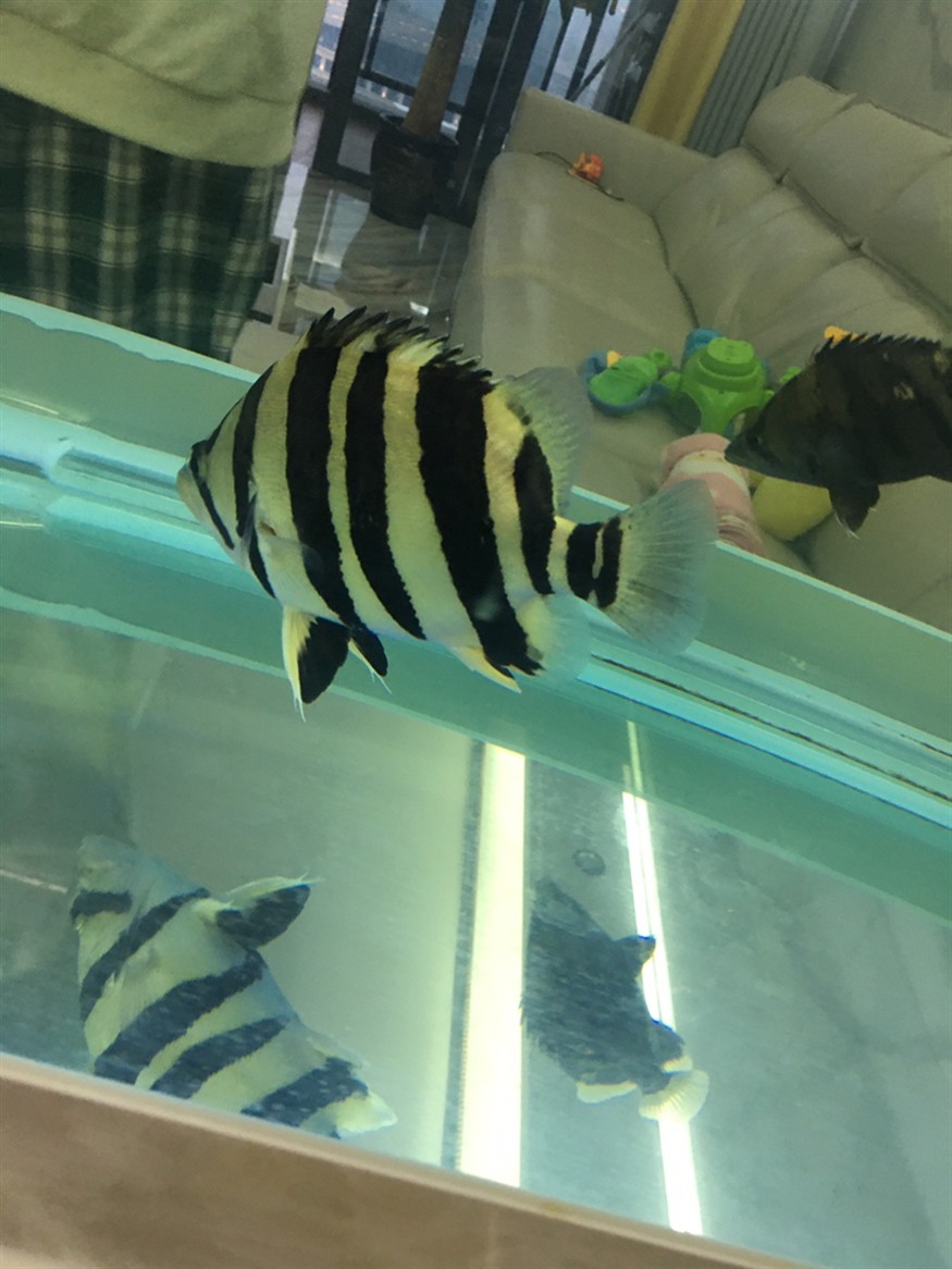 記錄一下第一條虎魚養了三個多月