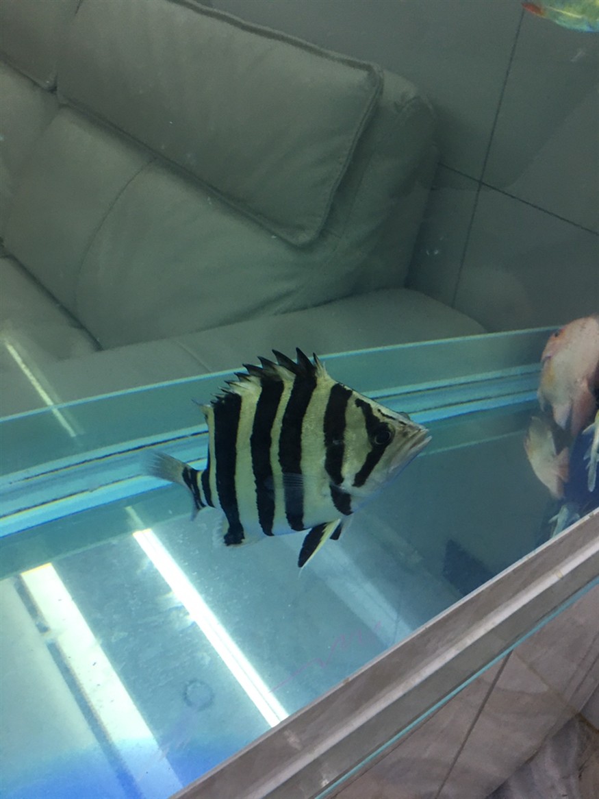記錄一下第一條虎魚養了三個多月