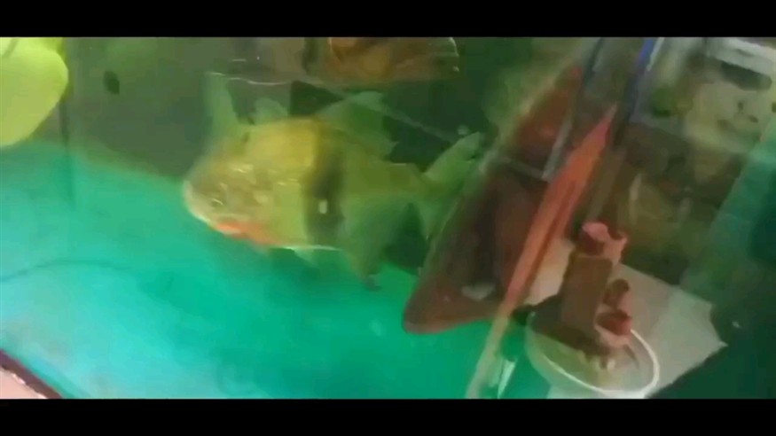 虎魚蒙眼 細菌性白點