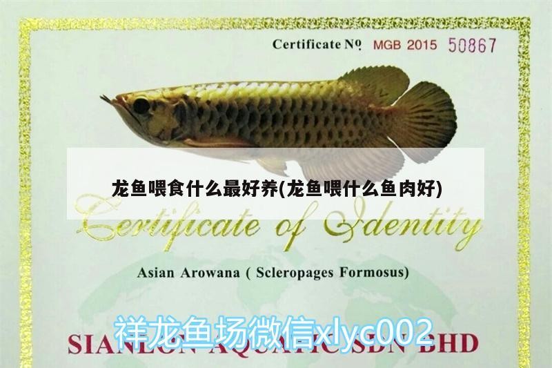 加些小魚陪虎魚