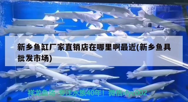 新鄉魚缸廠家直銷店在哪里啊最近(新鄉魚具批發市場) 新鄉魚缸廠家直銷店在哪里啊最近(新鄉魚具批發市場) 銀龍魚百科